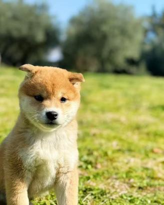 Cane maschio disponibile