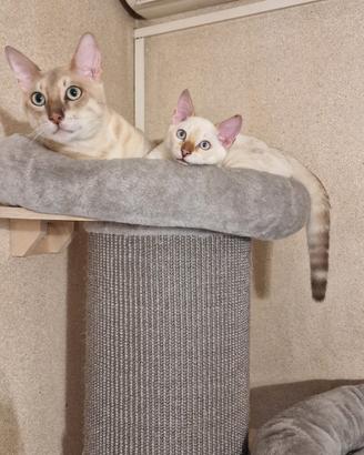 Cucciolo bengala snow linx