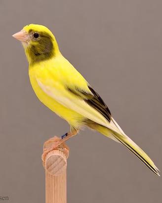 Canarini da canto timbrado spagnolo 2025/2026