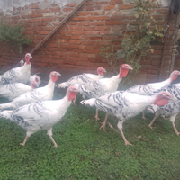 Tacchini ermellinati