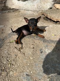 Cucciolo di Pincher