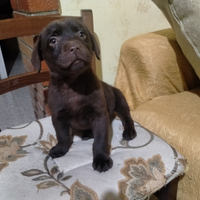 Cucciolo di labrador con pedigree