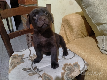 Cucciolo di labrador con pedigree