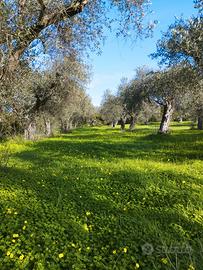 Terreno agricolo con rustico