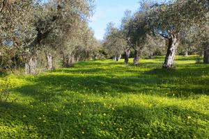 Terreno agricolo con rustico