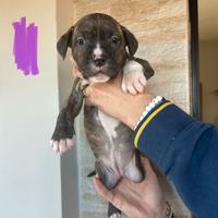Cuccioli pitbull