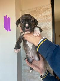 Cuccioli pitbull