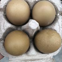 Uova olive egger (f2)