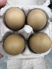 Uova olive egger (f2)