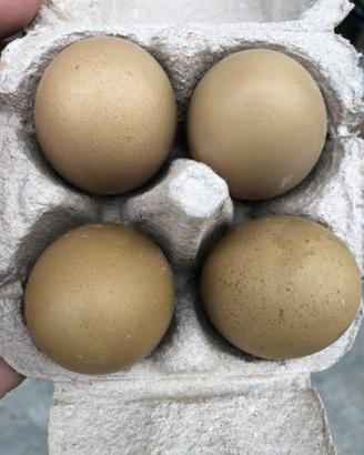 Uova olive egger (f2)