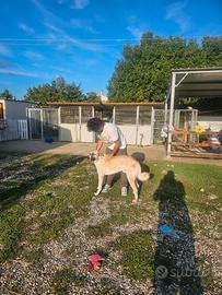 Adozione del cuore e consapevole