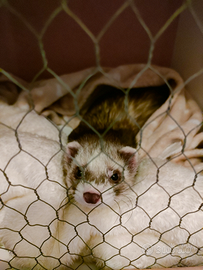 Furetto maschio di 8 mesi