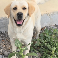 Labrador con pedigree