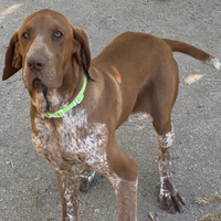 Vendita Bracco Italiano