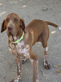 Vendita Bracco Italiano