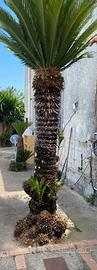 Cycas 3.00 mt