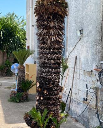 Cycas 3.00 mt