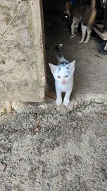 Gattini maschi