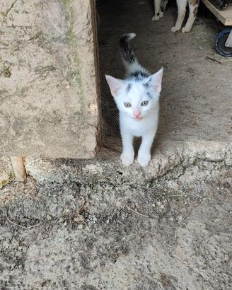 Gattini maschi