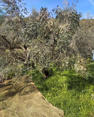 GENAZZANO oliveto 150 piante rosciola