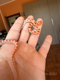 Serpente del grano / elaphe guttata