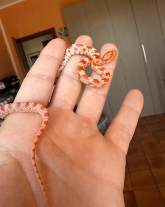 Serpente del grano / elaphe guttata