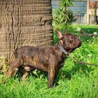 Maschio bulldog francese