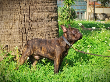 Maschio bulldog francese