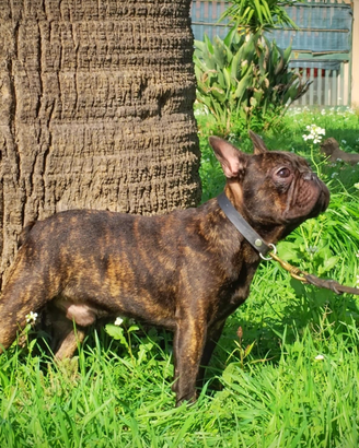 Maschio bulldog francese