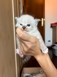 Cuccioli Ragdoll