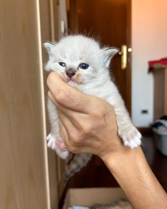 Cuccioli Ragdoll