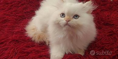 cucciola gatto persiano 