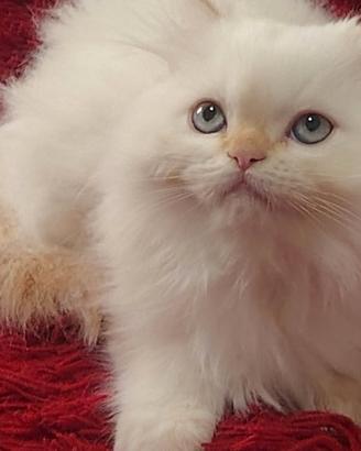 cucciola gatto persiano 