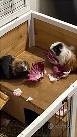 Porcellino d'india pelo lungo