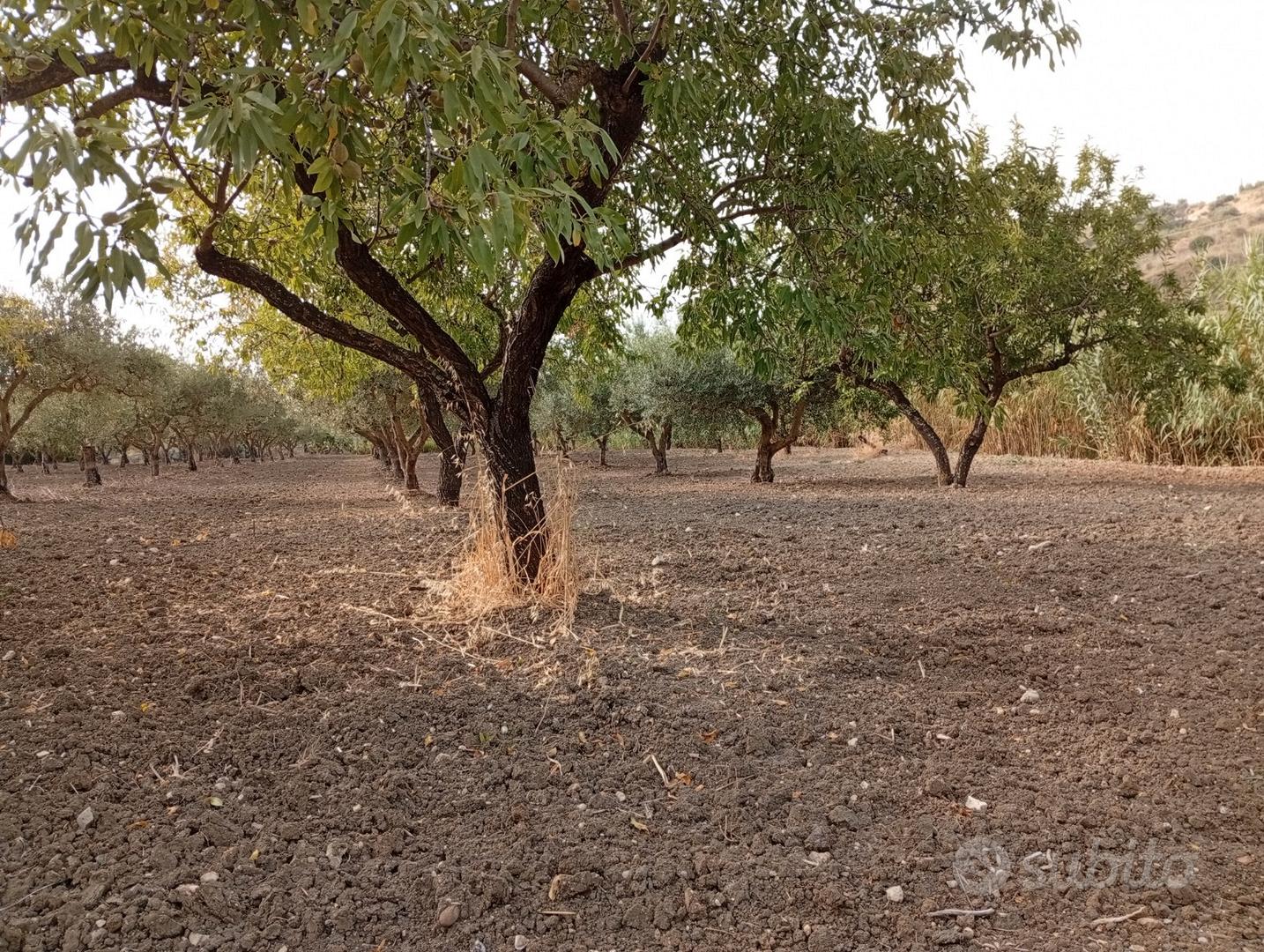 Lotto di Terreno con Alberi d'ulivo produttivi - Vista 3