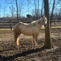 Quarter Horse femmina 3 anni