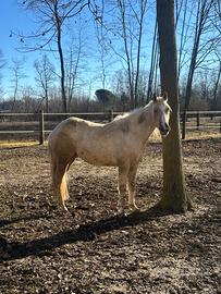 Quarter Horse femmina 3 anni