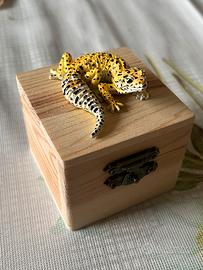 Portagioie scultura geco leopardo