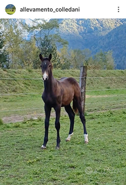 Puledri salto ostacoli