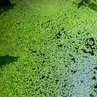 Piante galleggianti e avannotti Guppy