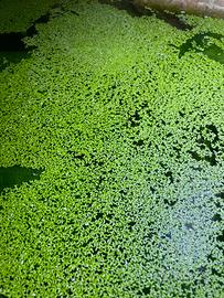 Piante galleggianti e avannotti Guppy