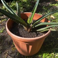 Pianta di Gasteria carinata ( verrucosa )
