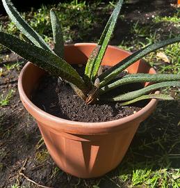 Pianta di Gasteria carinata ( verrucosa )