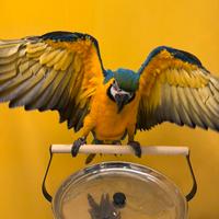 Pappagallo Ara ararauna Pet maschio