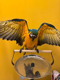 Pappagallo Ara ararauna Pet maschio