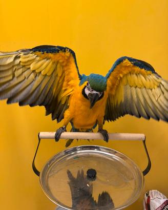 Pappagallo Ara ararauna Pet maschio