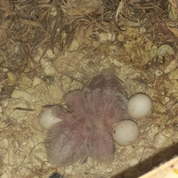 Pulli di Roseicollis inseparabili