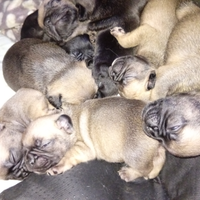 Prenotazioni Cuccioli di Bulldog francese