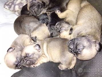 Prenotazioni Cuccioli di Bulldog francese