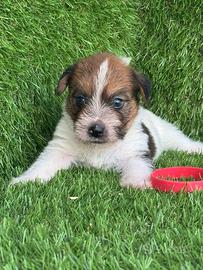 Jack Russell broken